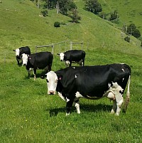 Black Baldies Cattle