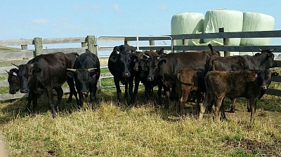 Fullblood Wagyu Cattle