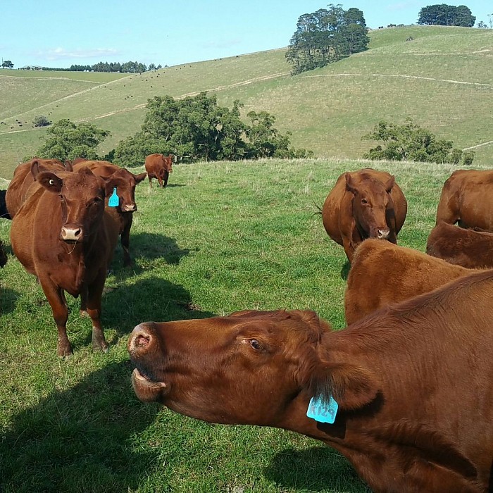 Red Angus cattle