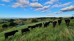 Fullblood Wagyu Cattle