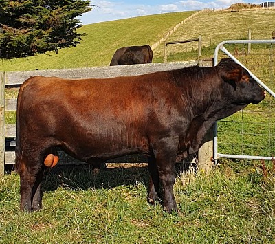 Red Angus Bull